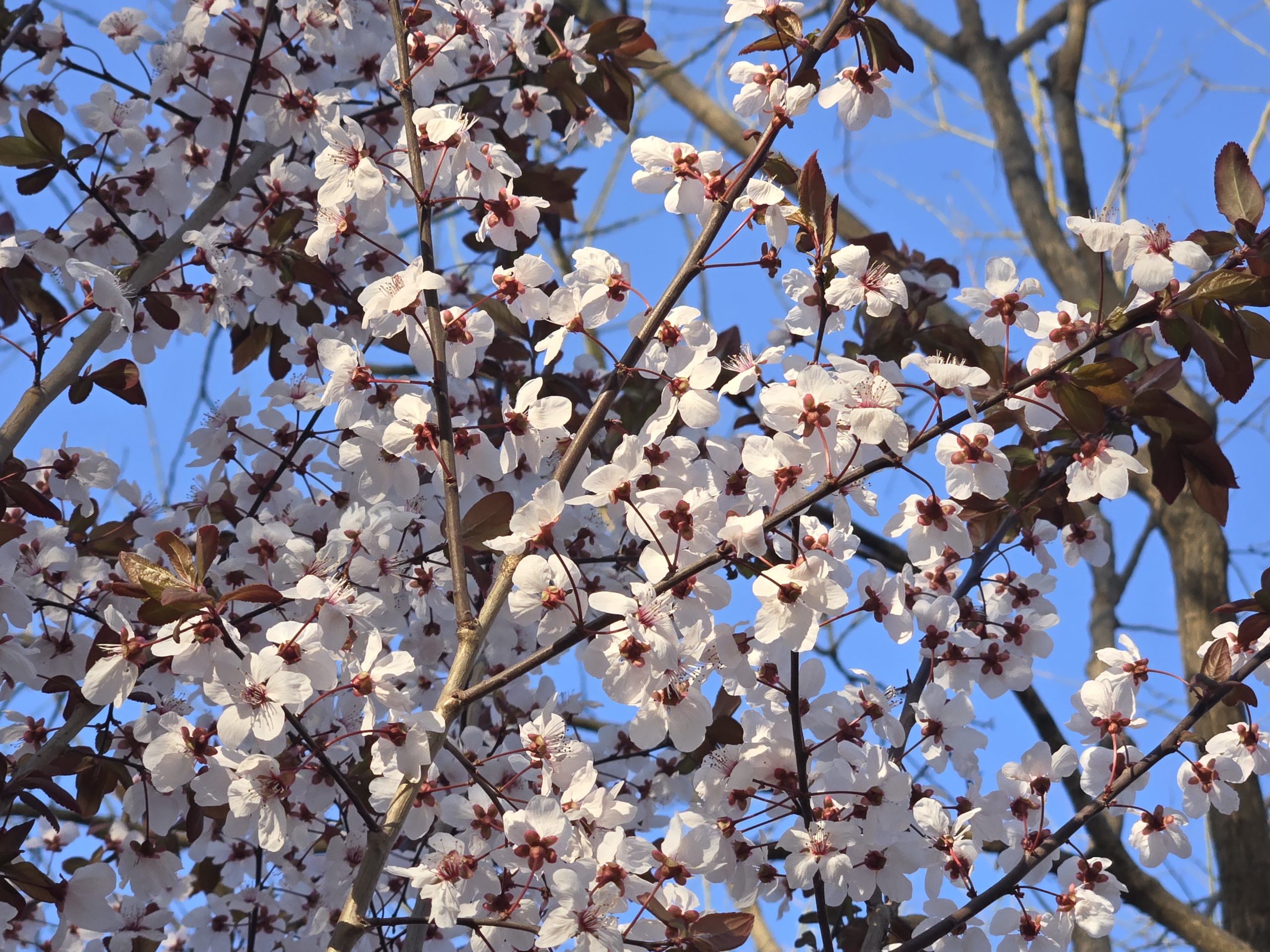 春日繁花