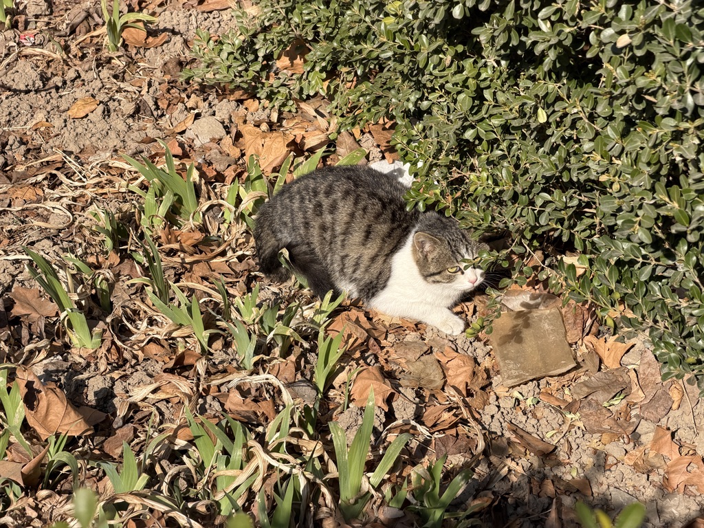 小猫